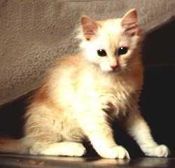 Barbarossa the Fabulous, Maine Coon