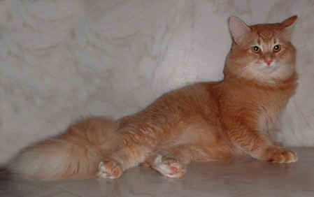 Juri's Colja, sibirische Katze, Siberian