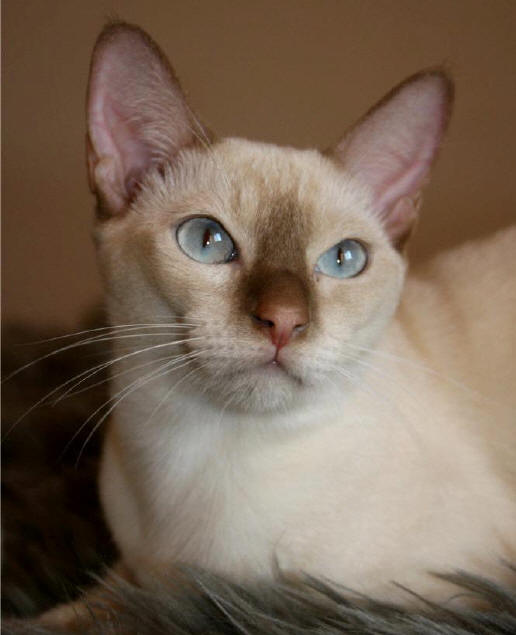 cinnamonmink Farberklärung Katze,cat, kat, poes, katt, felis, chatte