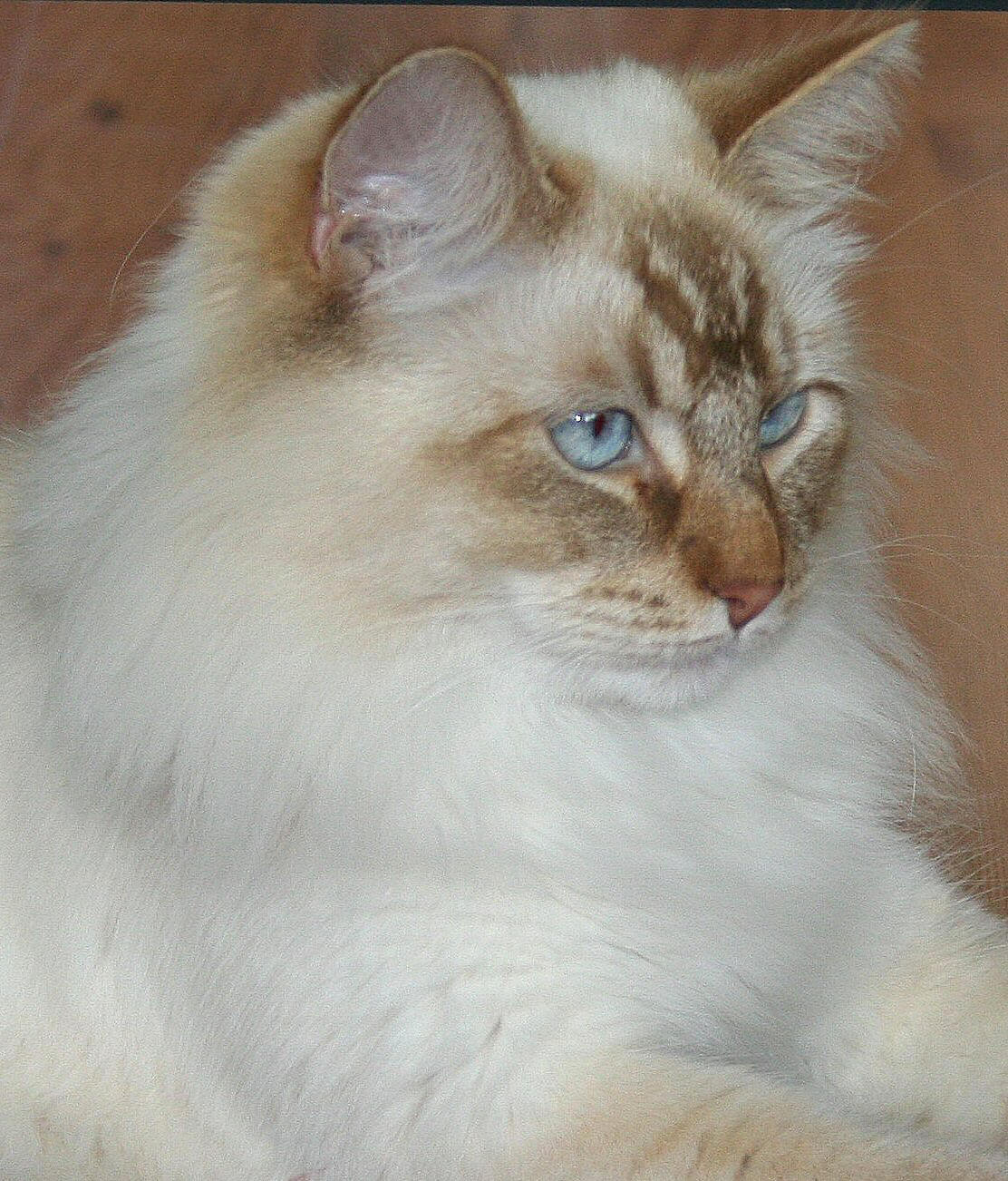 Chris of little Moscow, Neva Masquarade, Siberian Colorpoint