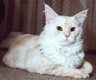 UncleBuster8.jpg (28211 Byte)