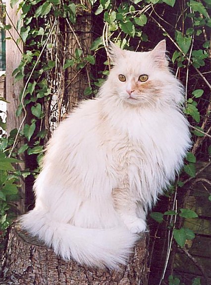 BusterKeaton the Fabulous, Maine Coon